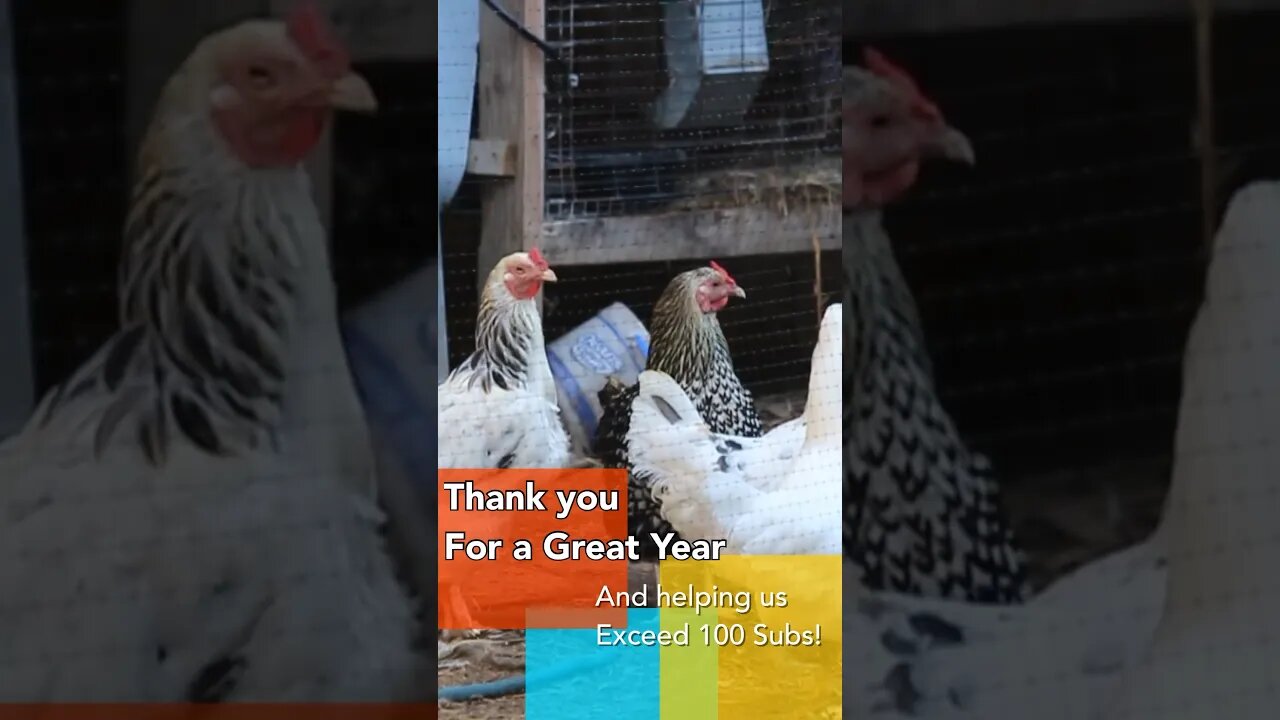 Thank you for a great year -100 Subs! #homestead #rabbits #chicken #family #homesteadingfamily