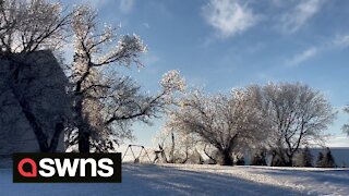 Stunning footage of ice-covered trees glistening in the Minnesota sunshine