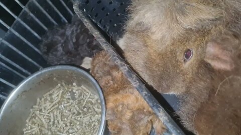 GUINEA PIGS being Hilarious. Two adults and two babies