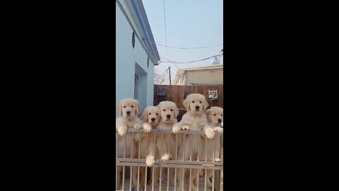 Favorite animals_Golden Retriever_Friendly family