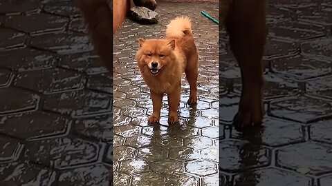 meet the dog broke the internet with cuteness #chowchow #shorts #cute #ytshort #doglover #dog