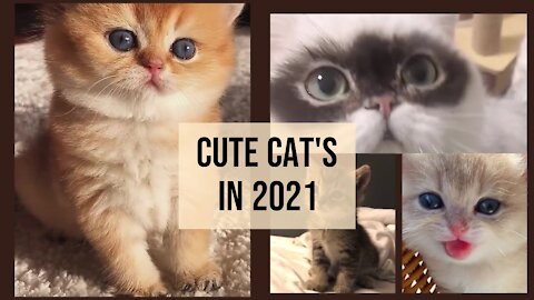 Cute and Funny Cat Videos Compilation #1