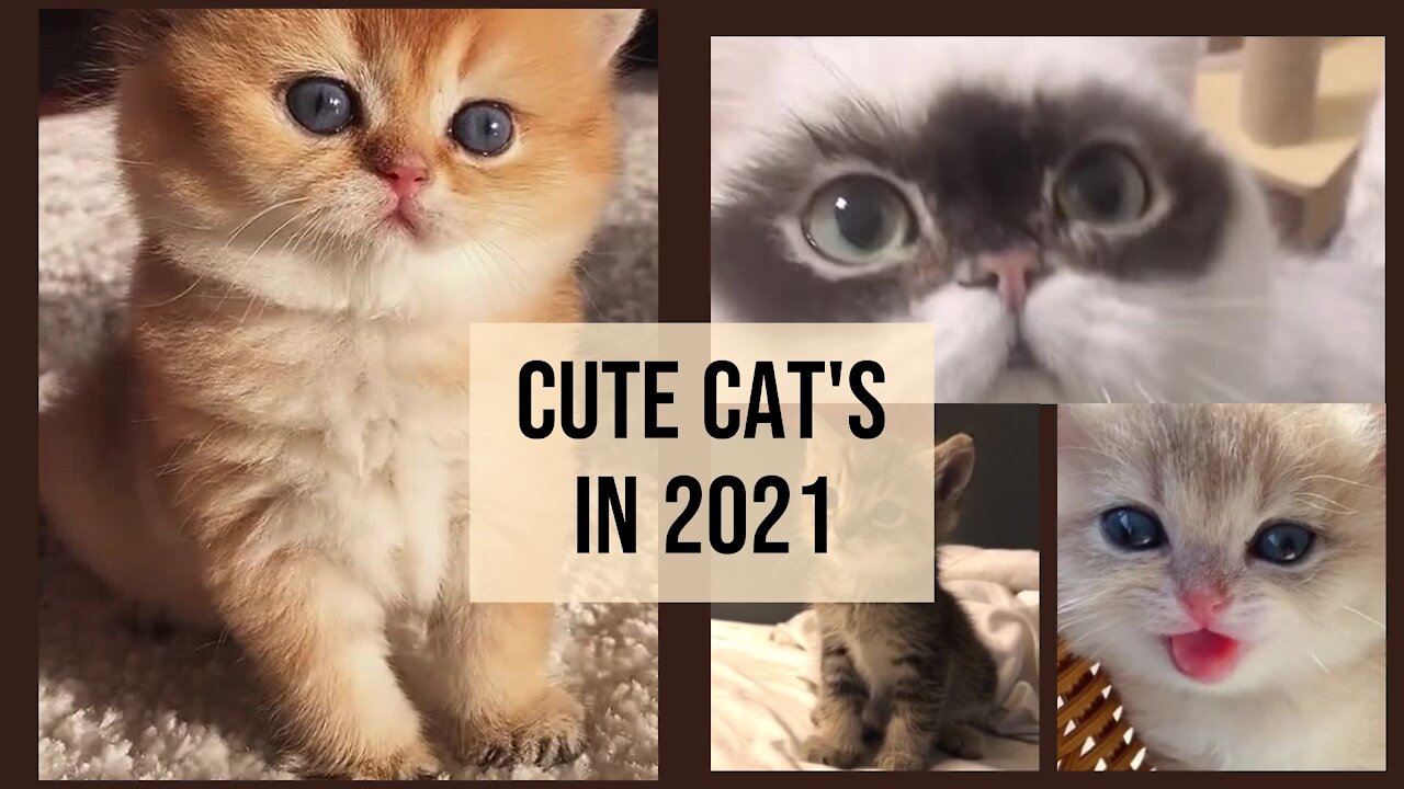 Cute and Funny Cat Videos Compilation #1