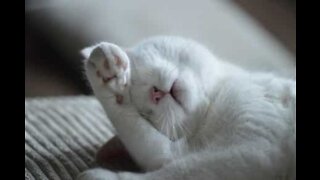 Rusé, ce chat a appris à ouvrir les portes