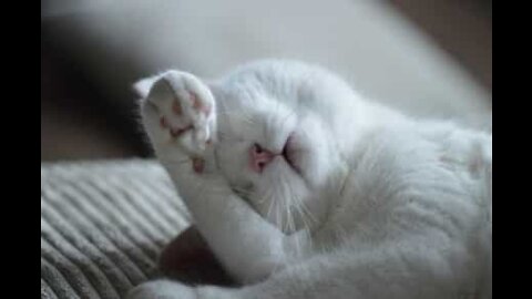 Rusé, ce chat a appris à ouvrir les portes
