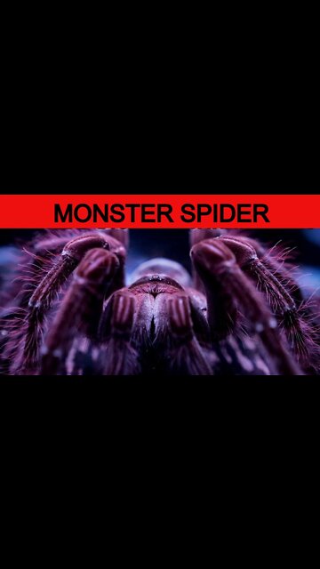 Monster SPIDER on my security camera! #creepyshorts