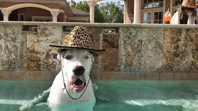 Happy Smiling Great Dane Wearing His Pool Hat