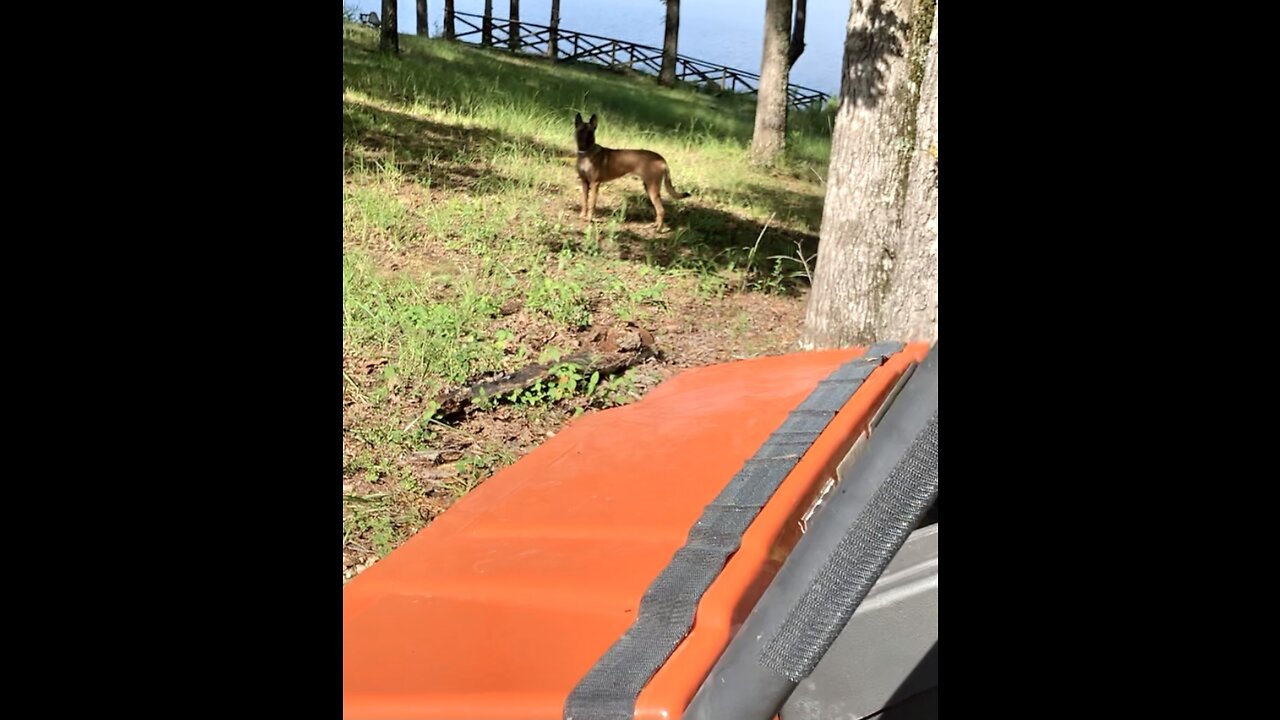 Rescued Malinois still refuses to ride in noisy cart.