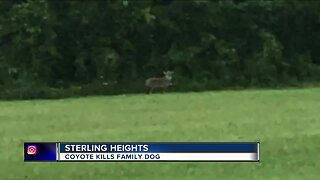 Coyote sightings in Sterling Heights prompts police Facebook post