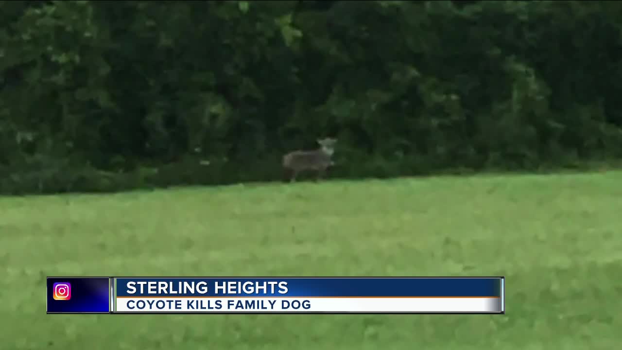 Coyote sightings in Sterling Heights prompts police Facebook post