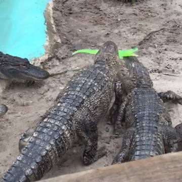 An Alligator Bites Down A Boy's Squeak Toy
