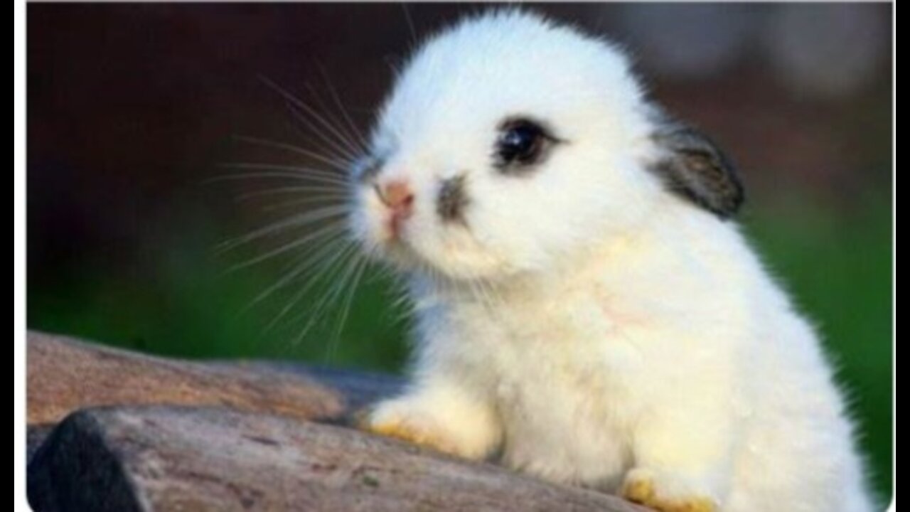 Look at the Bunny!!!