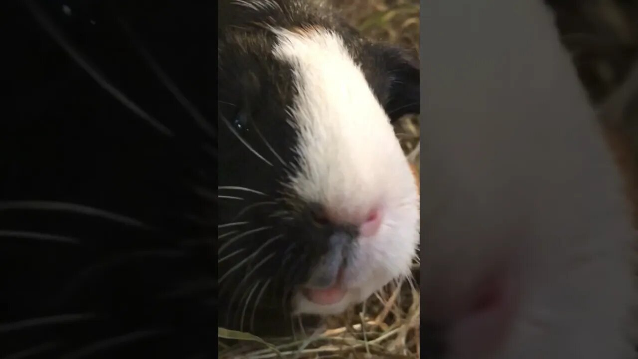 The Guinea Pigs! 💕👍😍 #guineapig #guineapigs #piggiesfun