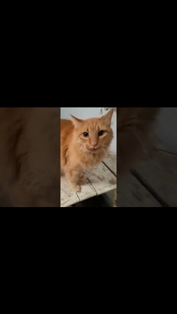 Head Scratches #shorts