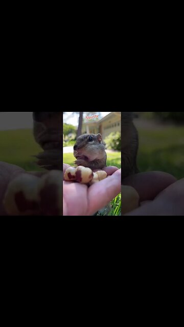 How many nuts can he fit ? 🐿