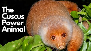 Cuscus Power Animal