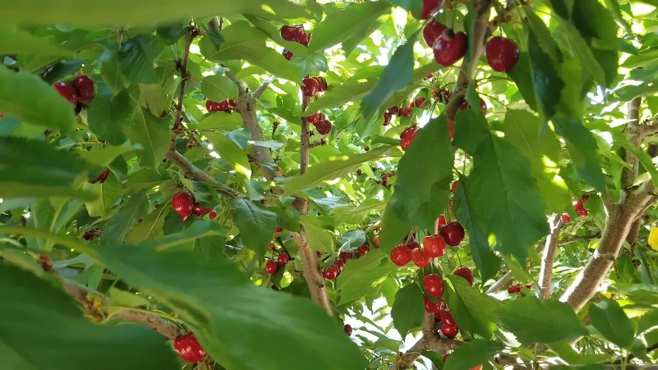 Cherry Picking