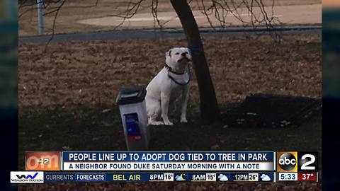 Multiple adoption applications for abandoned dog tied to tree and left in Patterson Park