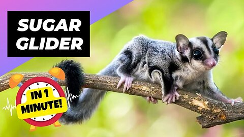 Sugar Glider - In 1 Minute! 🐿 One Of The Cutest And Exotic Animals In The World | 1 Minute Animals