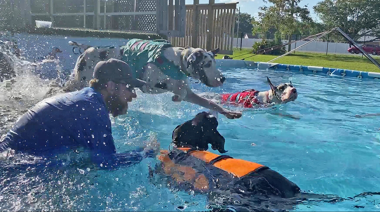 Adventurous Great Danes jump into the pool & go for a swim