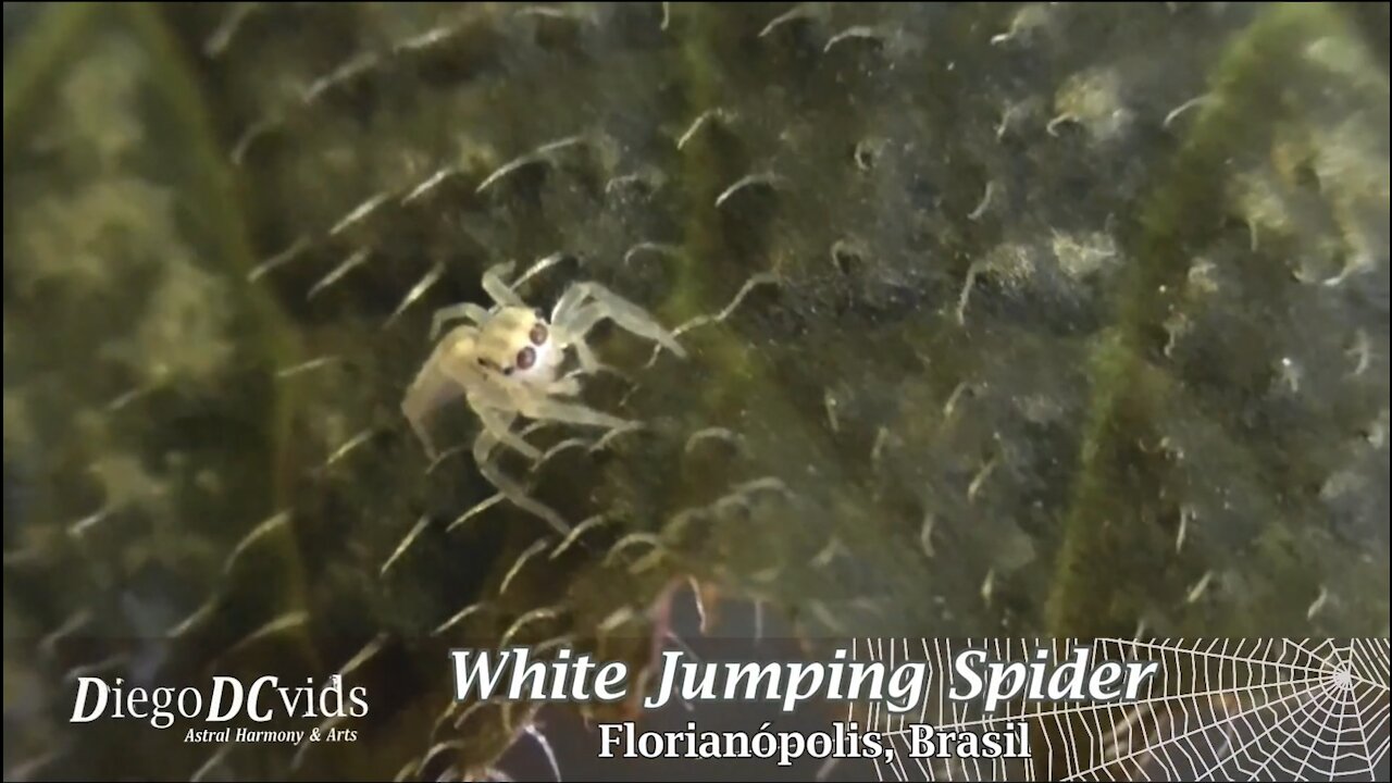 Cute Jumping Spider Walking