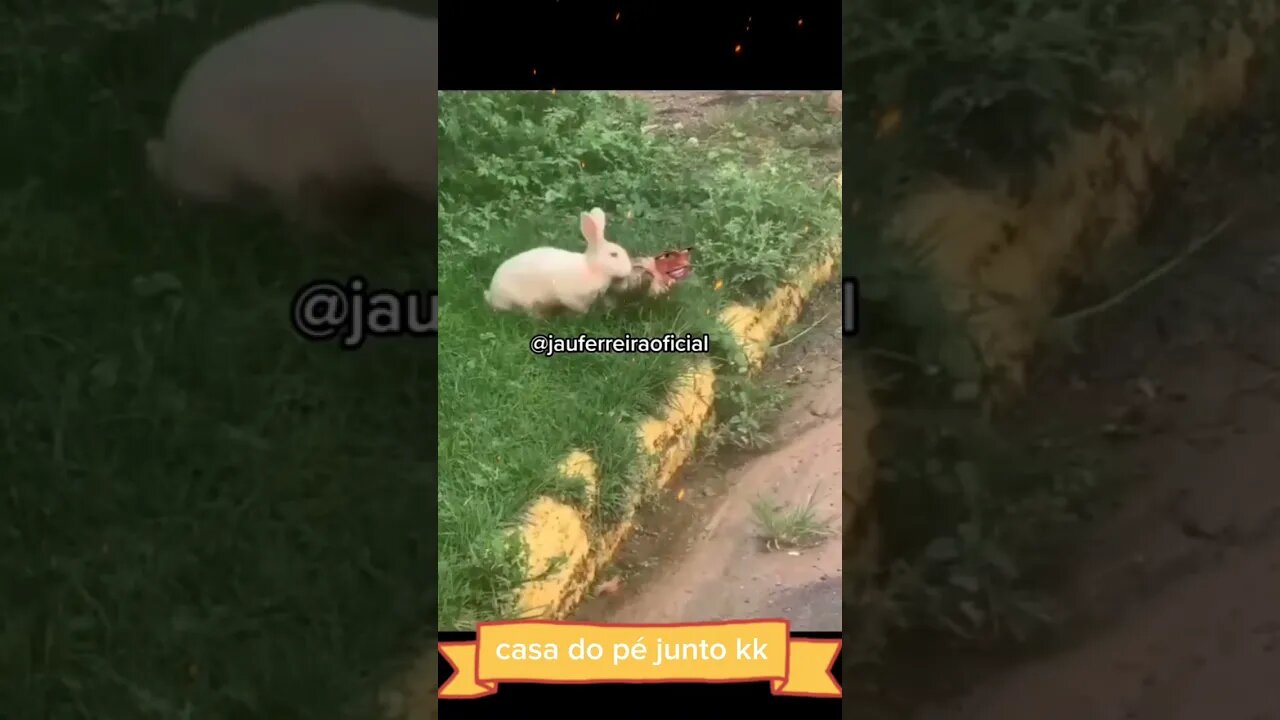 javalionildo se corre o bicho pega se fica o bicho