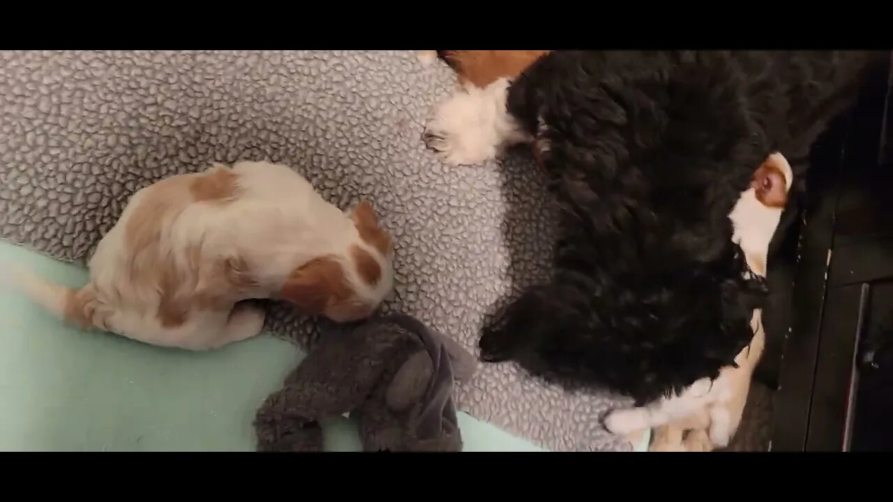 W Litter - July 9th(1)