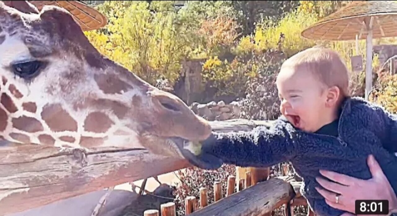 #BabyFunTv #funnybaby #hflmedia TrNoToLaugh vs Funny Babies and Animals . Just Laugh . Fun Video