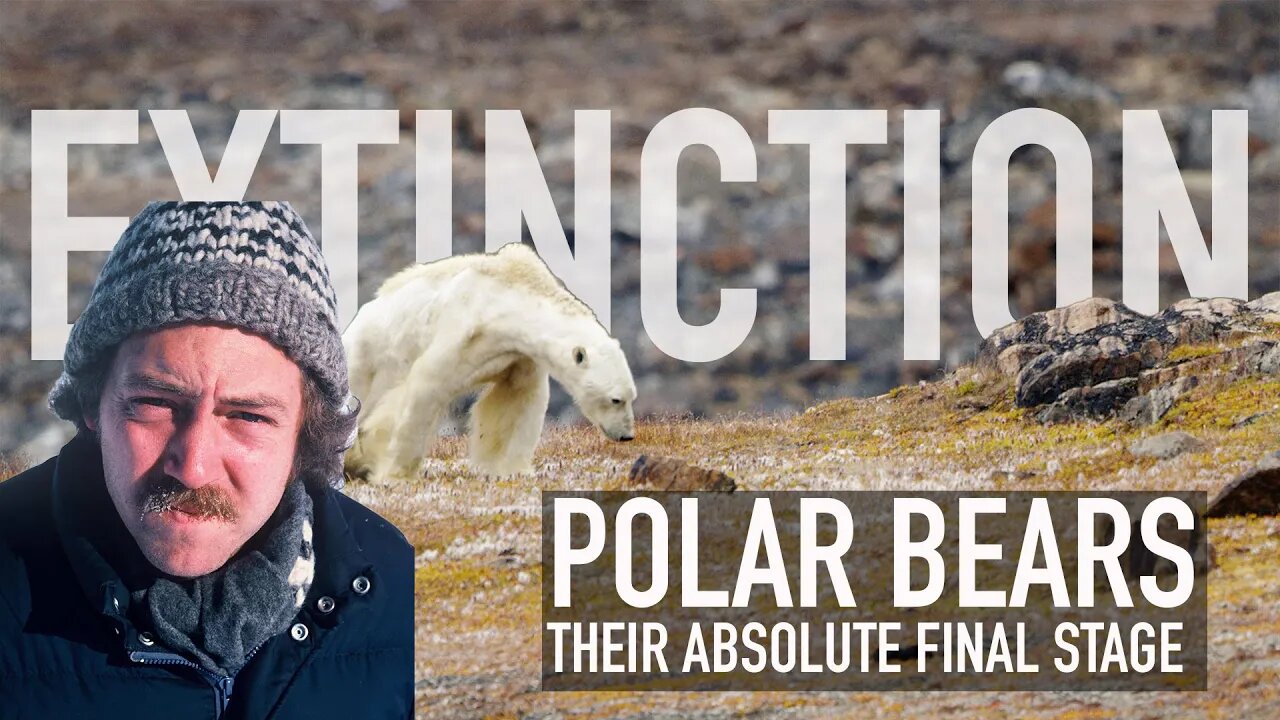 POLAR BEARS ON THEIR FINAL STAGE TO EXTINCTION! (for real this time)