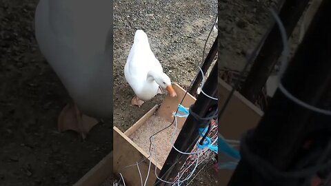 Niles the crossbeak gosling having dinner