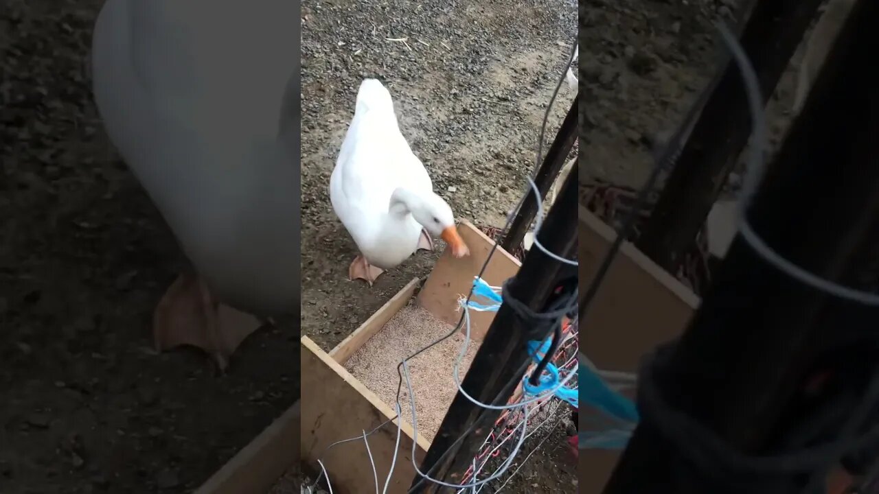 Niles the crossbeak gosling having dinner