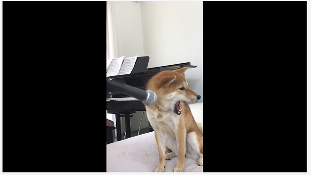 This Shiba Inu Loves Singing To Classical Music