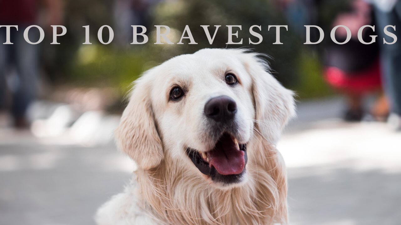 🐕 Bravest Dogs - TOP 10 Bravest Dog Breeds In The World!