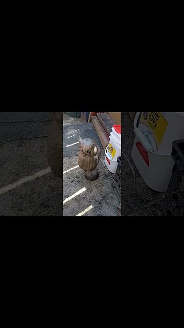 owl gets toppled