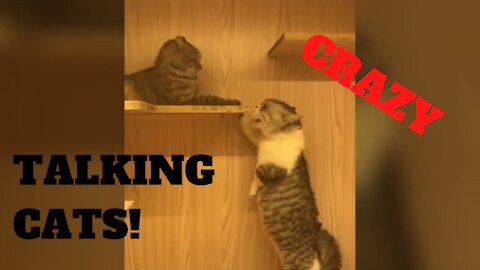 These crazy cats love talking!