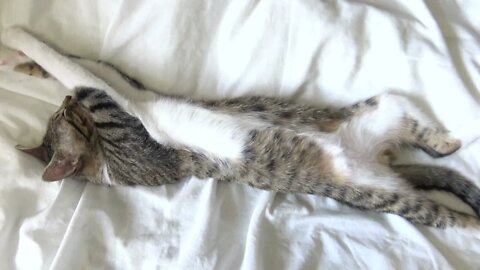 A Relaxed Little Cat