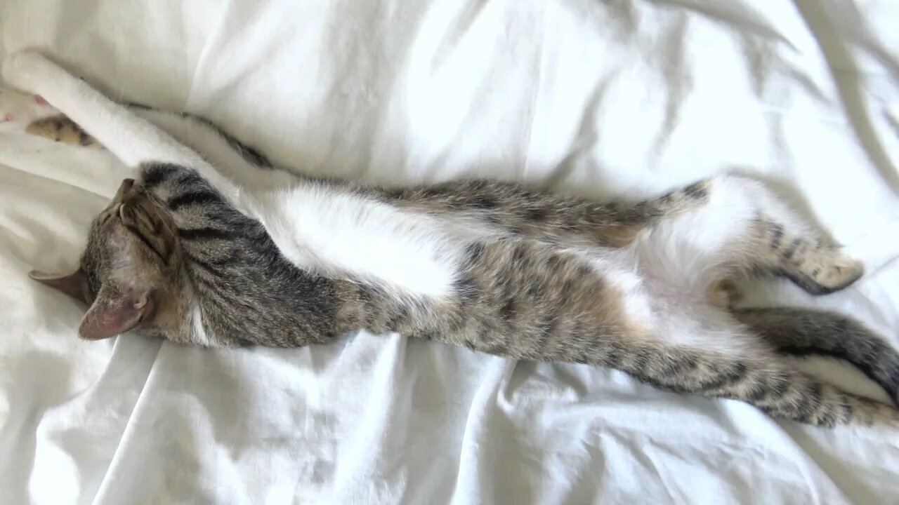 A Relaxed Little Cat