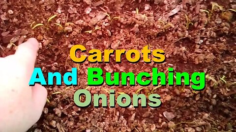 No. 602 – Indoor Garden Update –Carrots And Bunching Onions