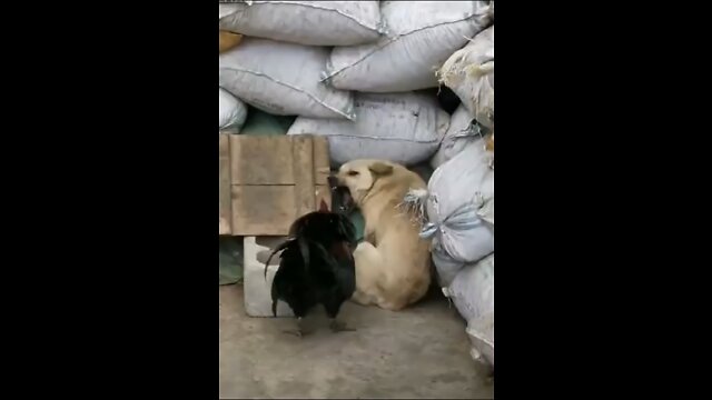 Funny Dog Fight against a Chicken