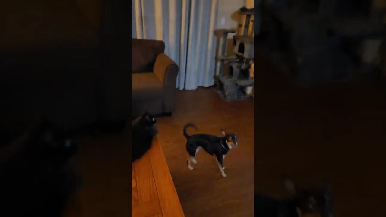 barking at nature show, can't watch anything smh
