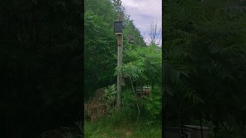 Bat box - predator extraordinare for your gardens