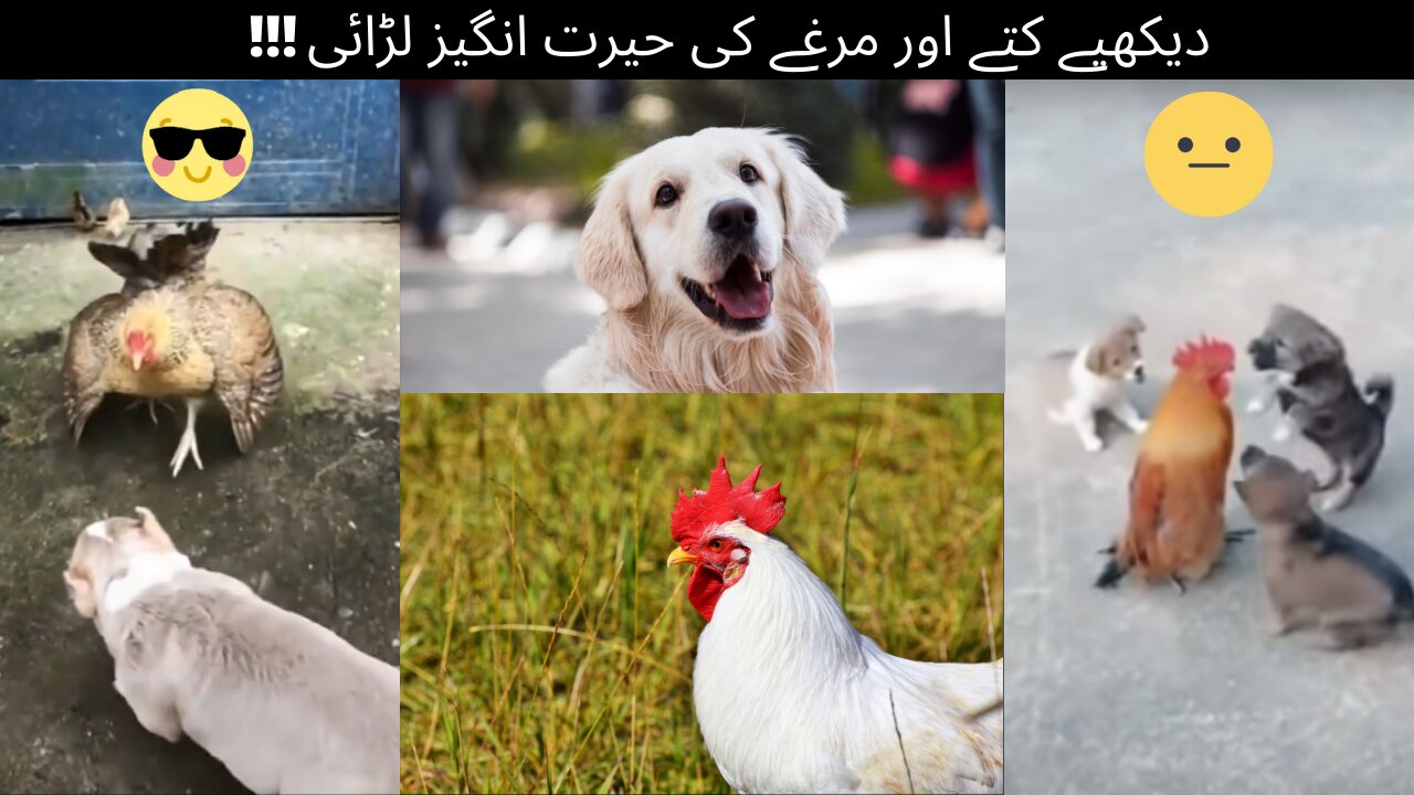 Cute Dog And Chicken Funny Fights Must Watch_2021#AnimalsShorts