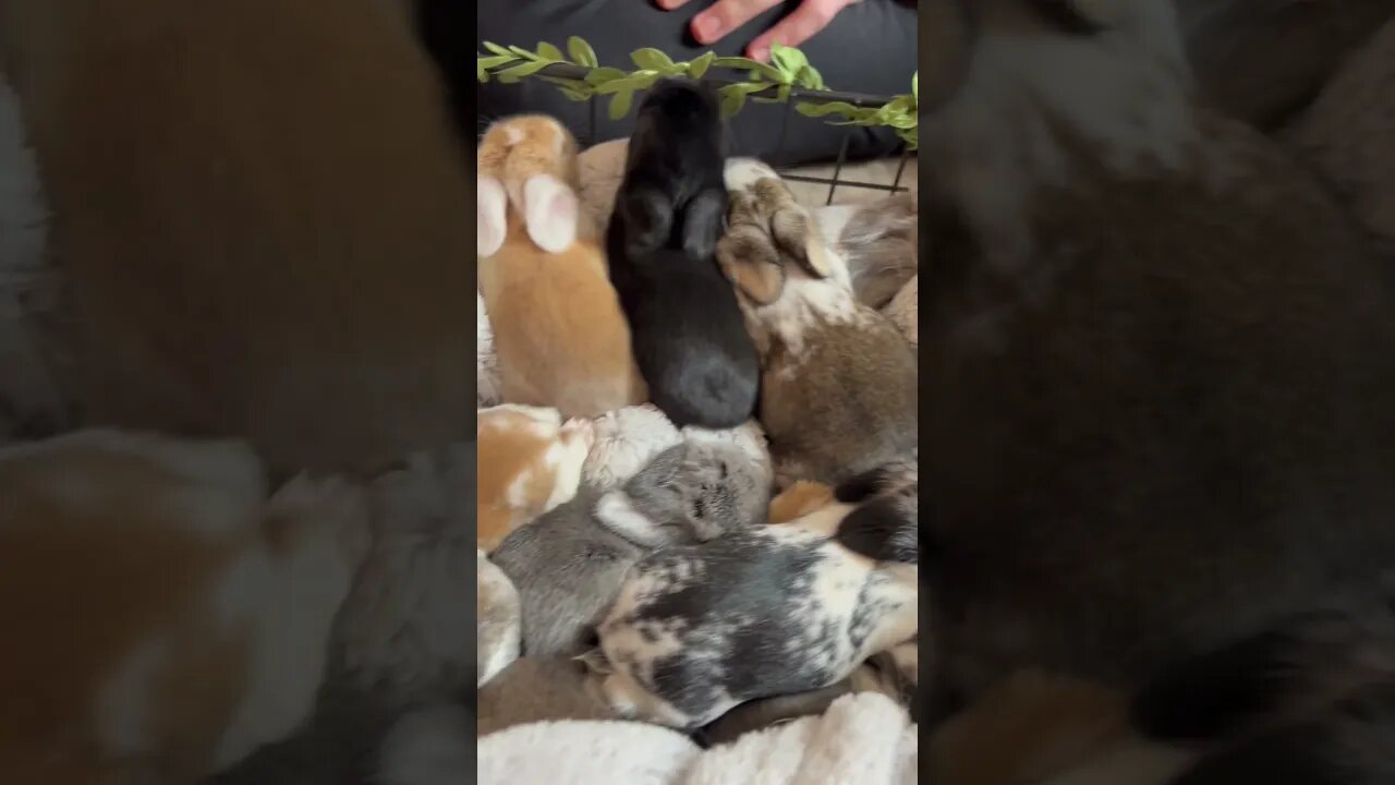 So Many Bunnies!