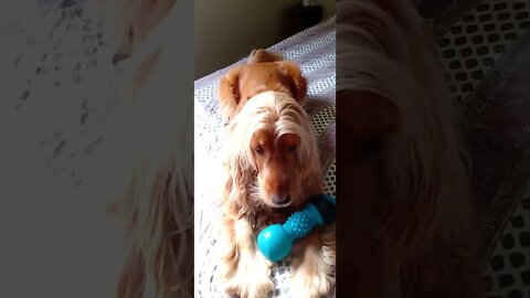 #dogshow , #animals , #dogs , shorts