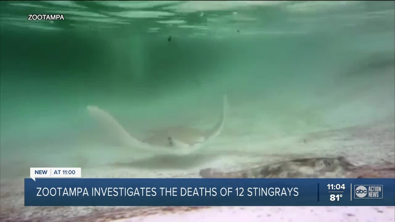 ZooTampa announces 12 rays dead at Stingray Bay