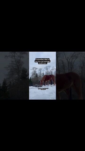 Pretending I Died To See How My Mustangs Would React #wildhorses #wildmustang