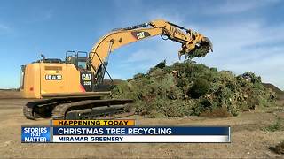 Christmas tree recycling available