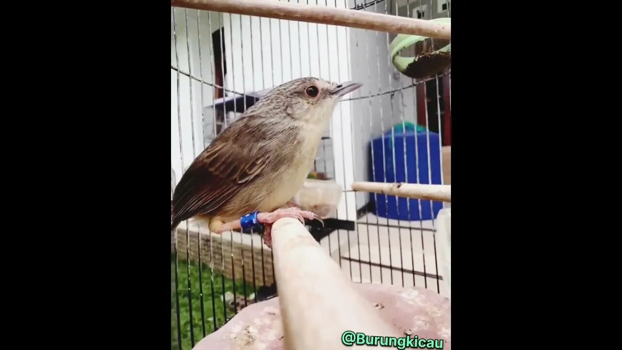 Masteran Suara Burung Cigun (Ciblek Gunung) Ngebren,Suara Rapat