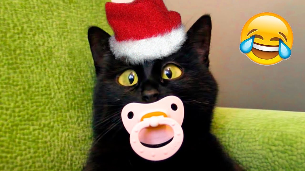 funny animals compilation Week 2#