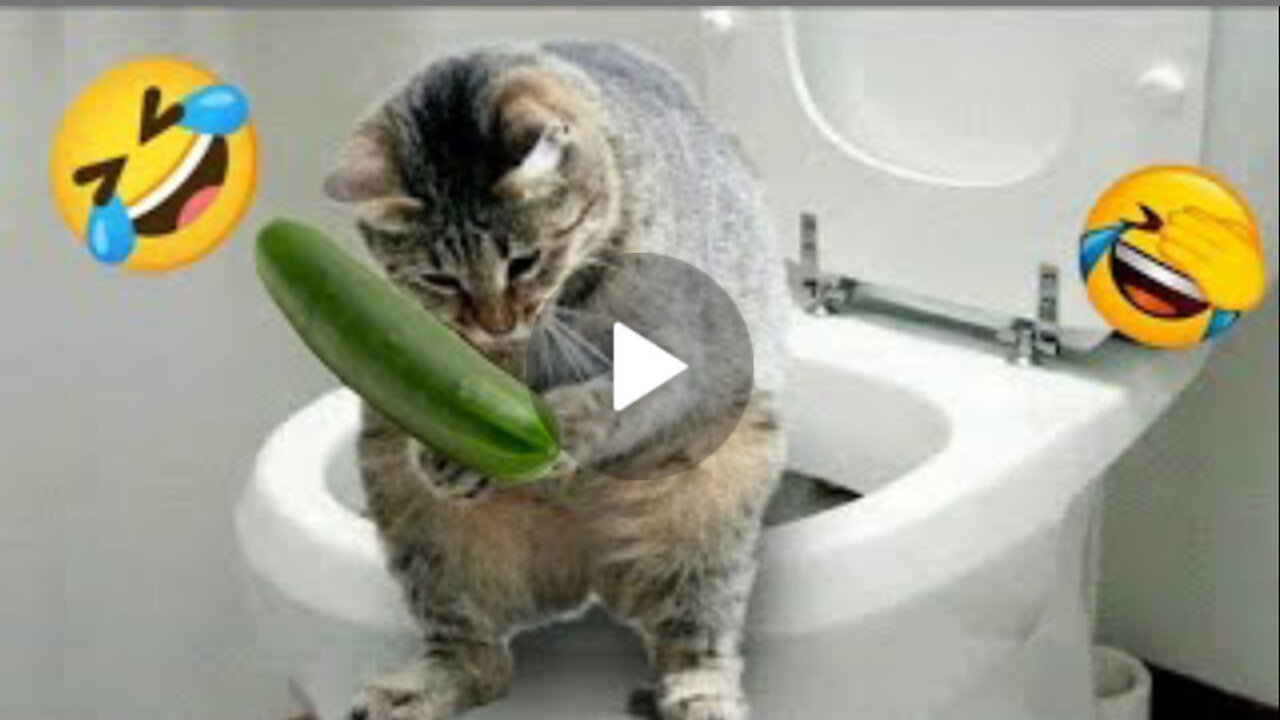Funny animals 😅🤣